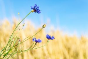 cornflower-5404185_1920