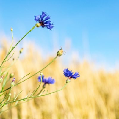 cornflower-5404185_1920 cornflower-5404185_1920