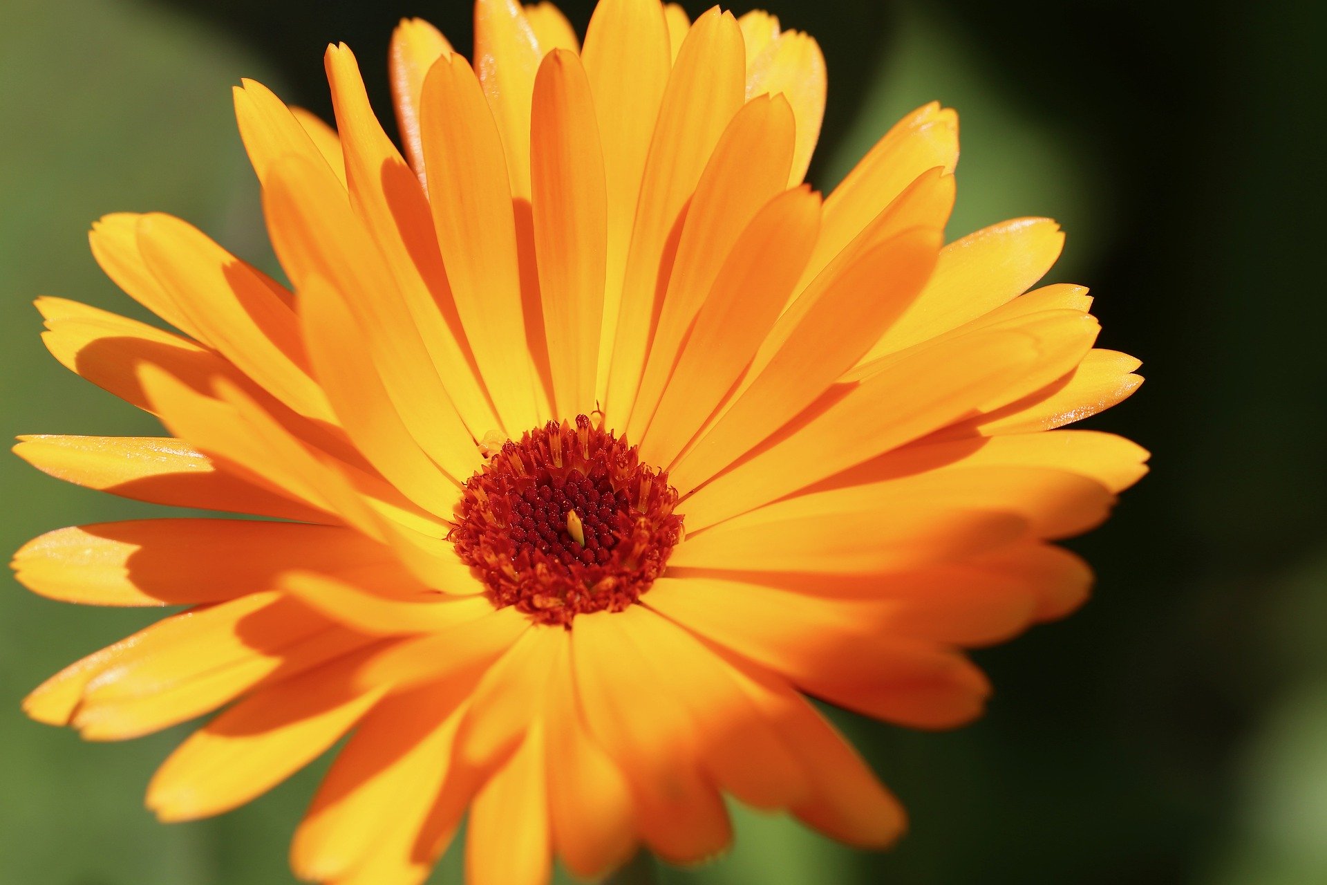 marigold-5404496_1920 marigold-5404496_1920